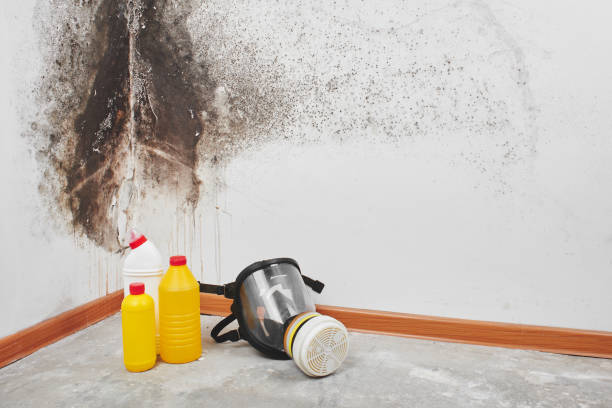 Best Home Mold Removal  in Hebron, PA