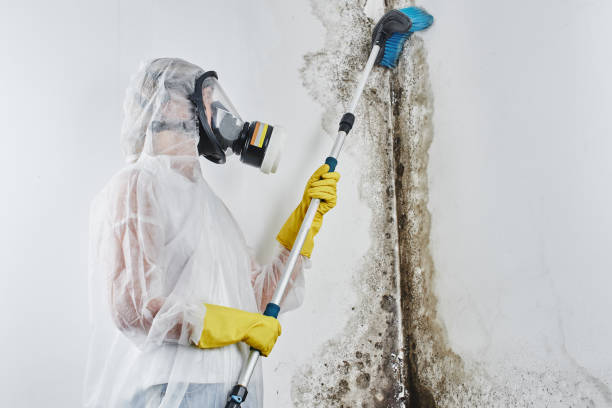 Attic Mold Removal in Hebron, PA