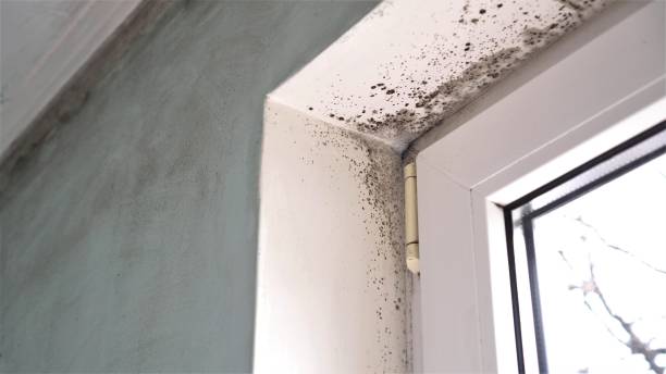 Best Certified Mold Removal  in Hebron, PA