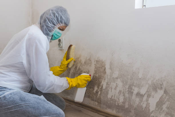 Best Same-Day Mold Removal  in Hebron, PA