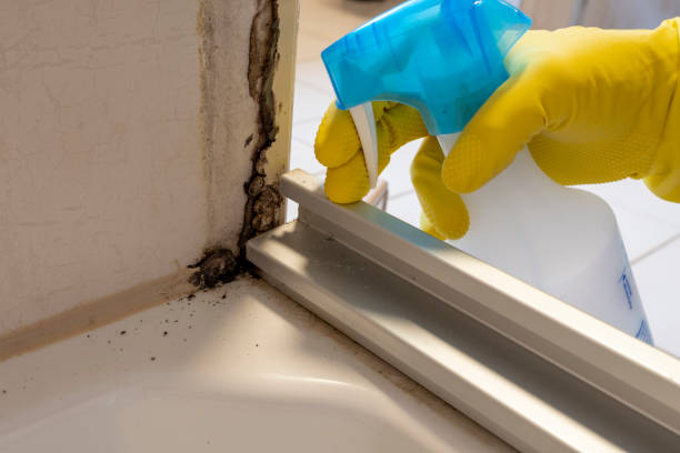 Office Mold Removal Services in Hebron, PA