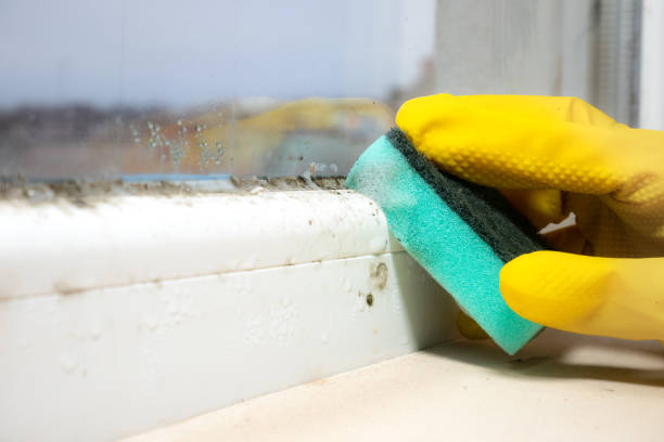 Best Best Mold Removal Companies  in Hebron, PA
