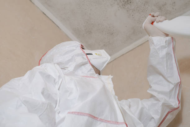 Professional Mold Removal in Hebron, PA