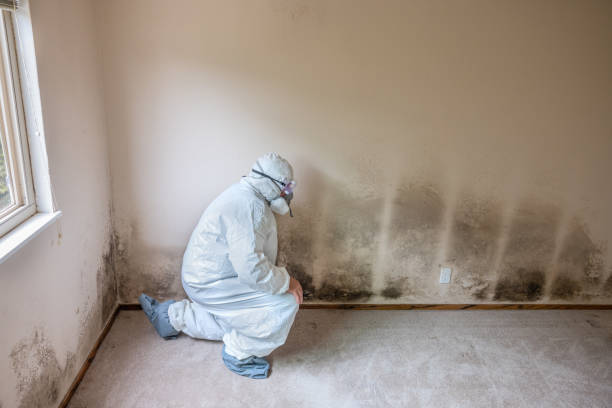 Best Local Mold Removal Service  in Hebron, PA