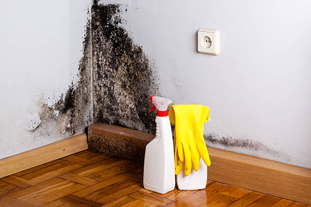 Best Best Mold Removal Companies  in Hebron, PA