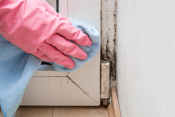 Crawl Space Mold Removal in Hebron, PA