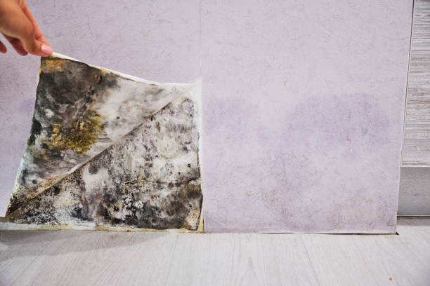 Best Toxic Mold Removal  in Hebron, PA